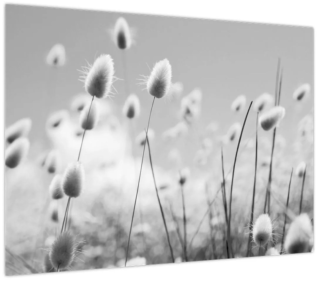 Üveg kép - Boho nyuszi farok fű (70x50 cm)