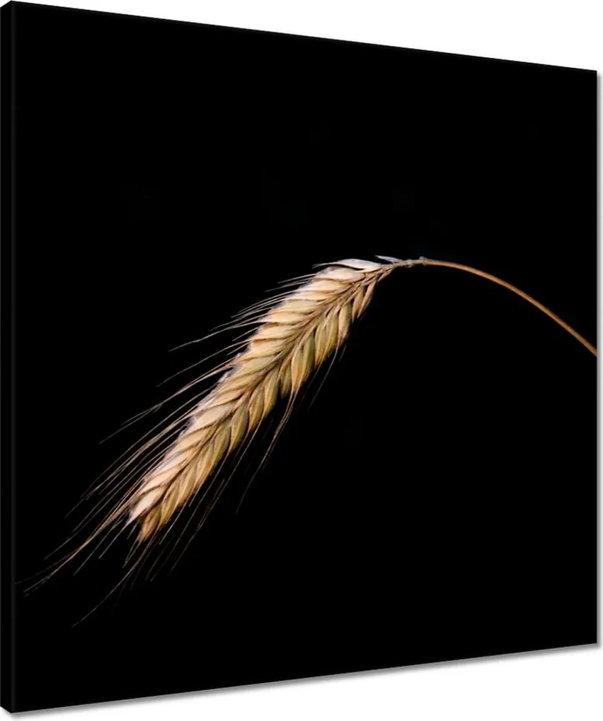 Vászonkép 50x50 Kalász rozs gabona arany