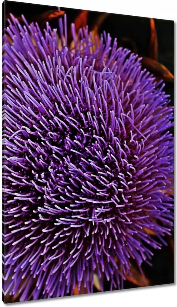 Vászonkép 80x120 Virág Lila Csipkebogyó