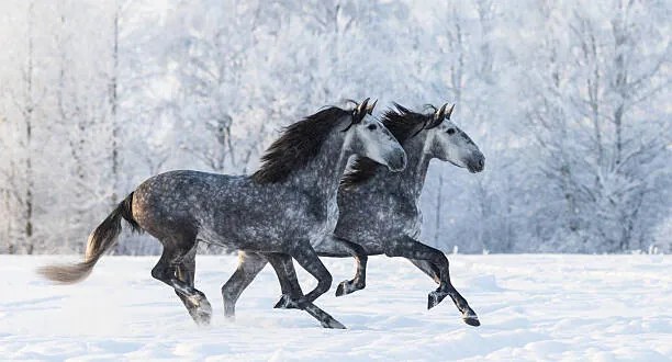 Fotográfia Two running grey Purebred Spanish horses, Abramova_Kseniya