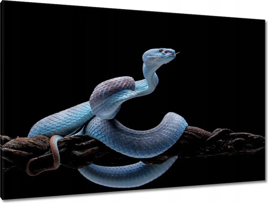 Vászonkép 120x80 Kék kígyó vipera