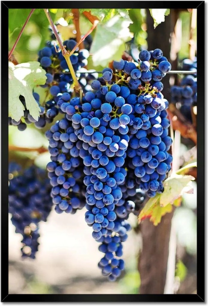 Poszterek keretben 40x60 Bor Szőlő Pincészet