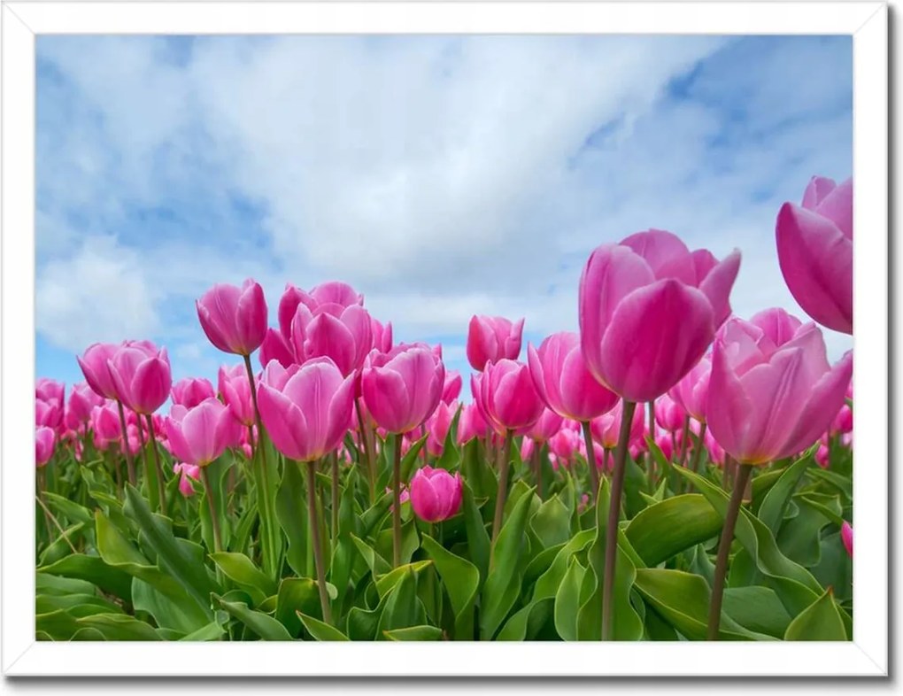 Poszterek keretben 40x30 Tulipánok Virágok