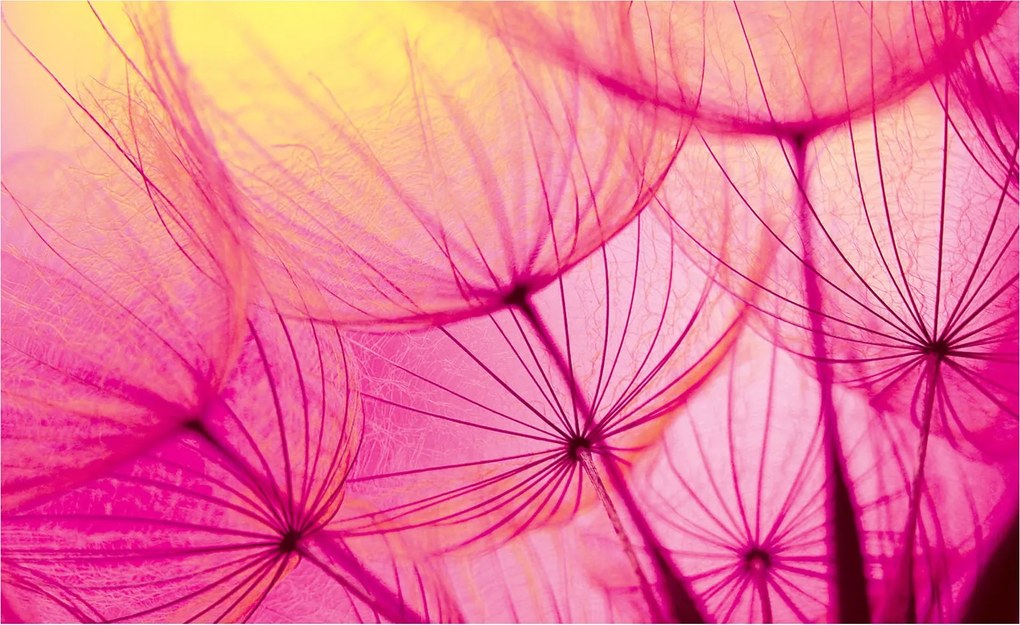 Fotótapéta Pitypang Rózsaszín könnyedség absztrakt makró 312x219 +ragasztó