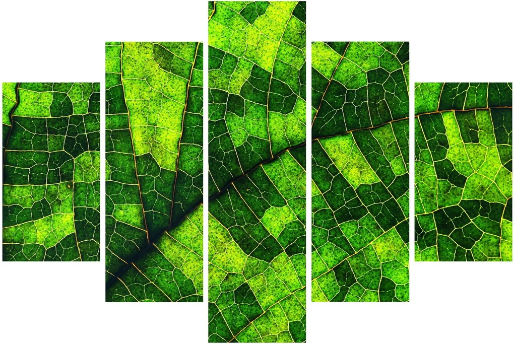 Kép - A lap részlete (150x105 cm)