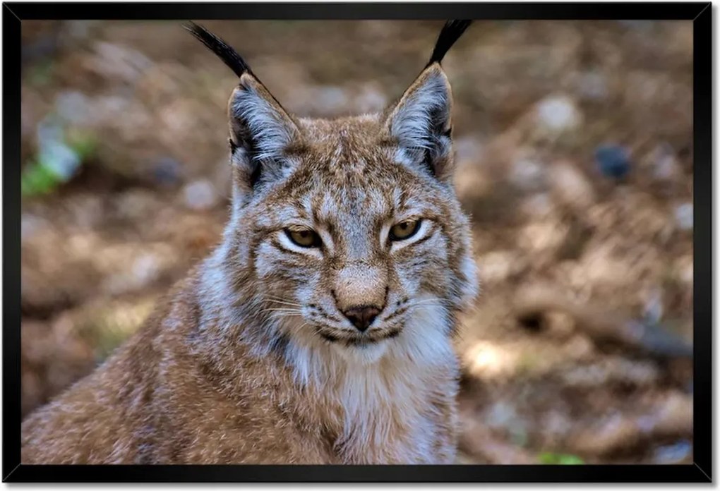 Poszterek keretben 60x40 Hiúz közelről Vadmacska