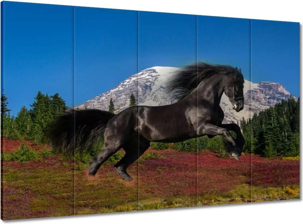 Vászonkép 100x70 Frizbi csődör Ló Lovak