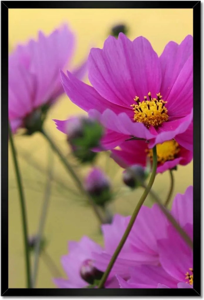 Poszterek keretben 40x60 Virágok a réten