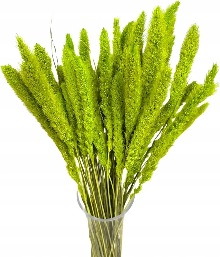 Setaria, kapilláris zöld szárított fű szárító csokor róka farok