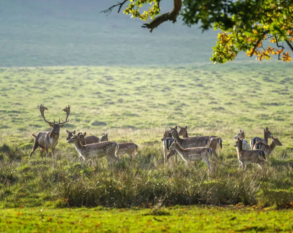 Poszter 76x60,5cm Csorda, Assaf Frank