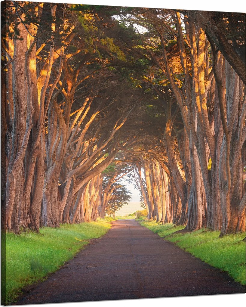Vászonkép Út a fák között Természet 80x100 cm