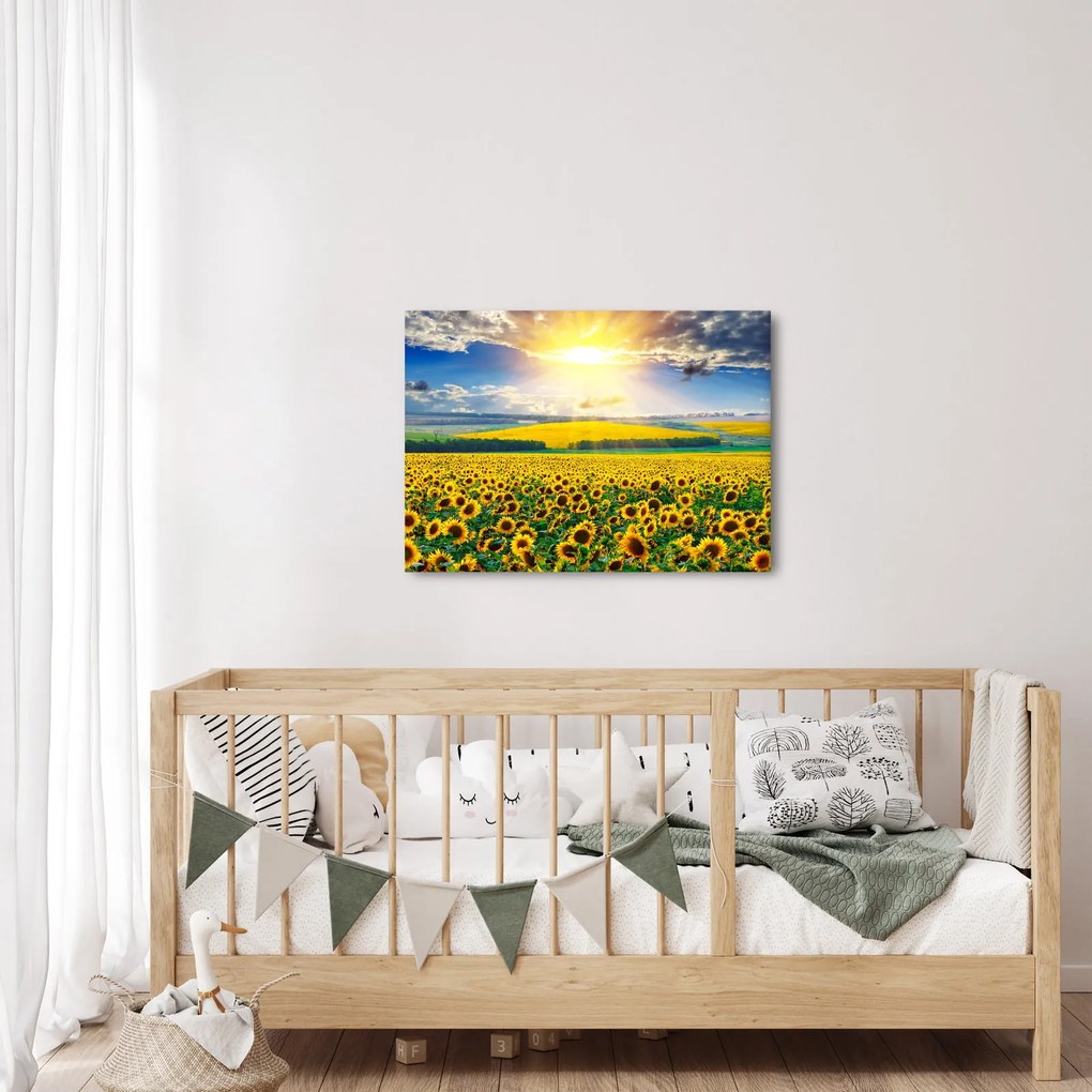 Kép - Napraforgó mező (70x50 cm)
