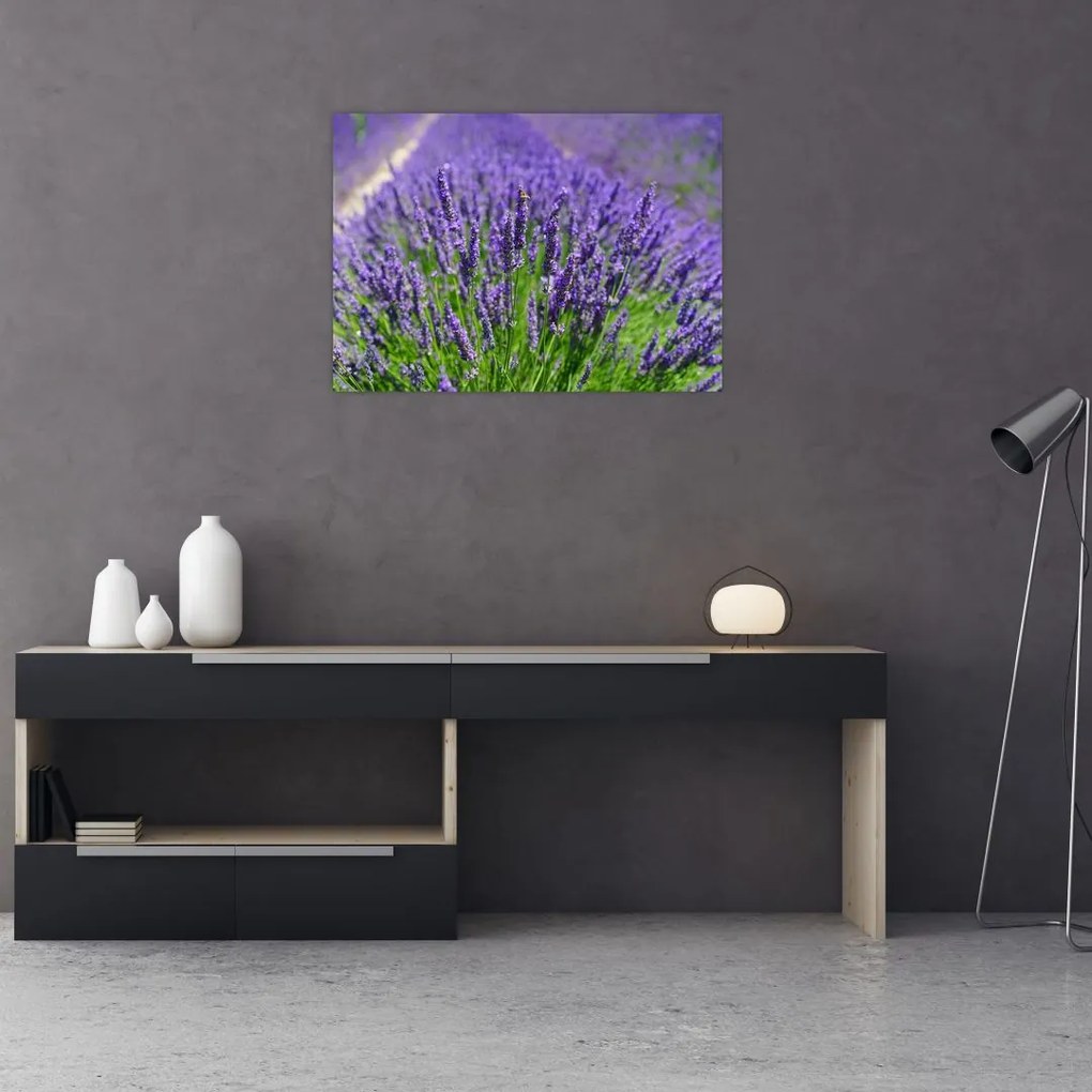 Kép - levandula (üvegen) (70x50 cm)