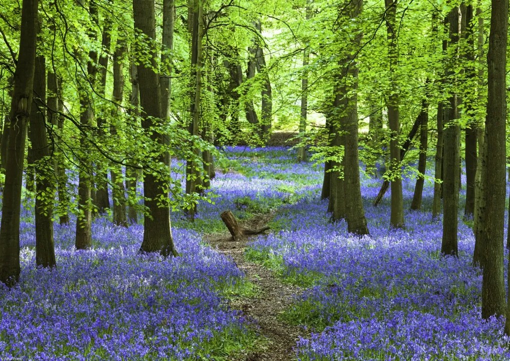 Poszter 42x29,7cm Ösvény az erdőben Bluebell, Assaf Frank