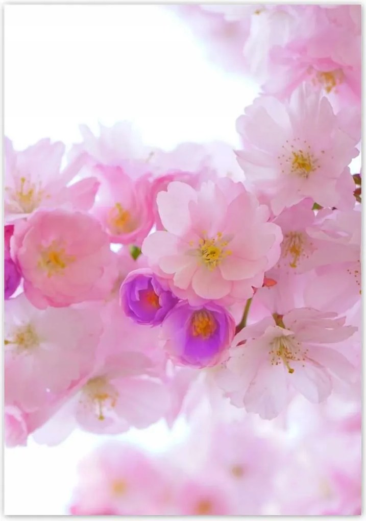 Poszterek 70x100 Japán cseresznyefa ág