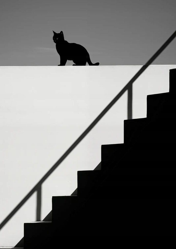 Poszter 29,7x42cm Sziluett és szimmetria