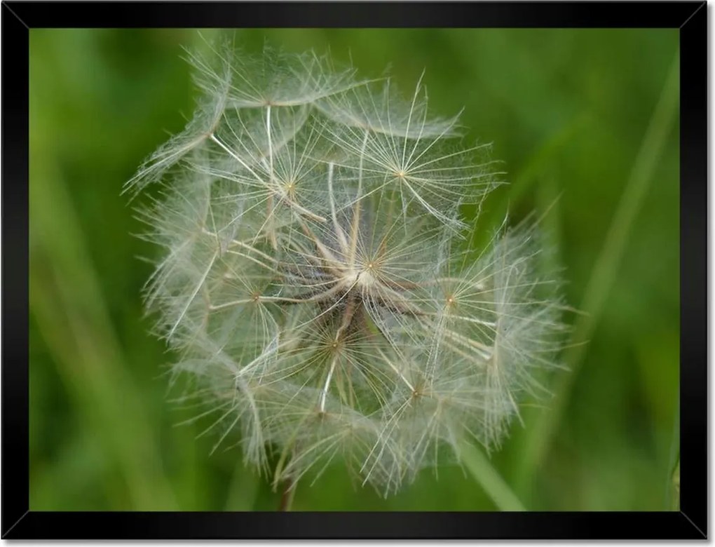 Poszterek keretben 40x30 Pitypang Virág Virágok