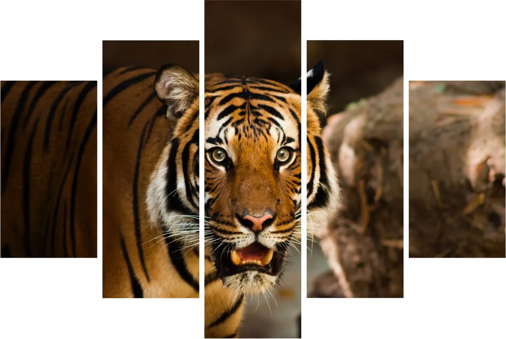 Tigris képe (150x105 cm)