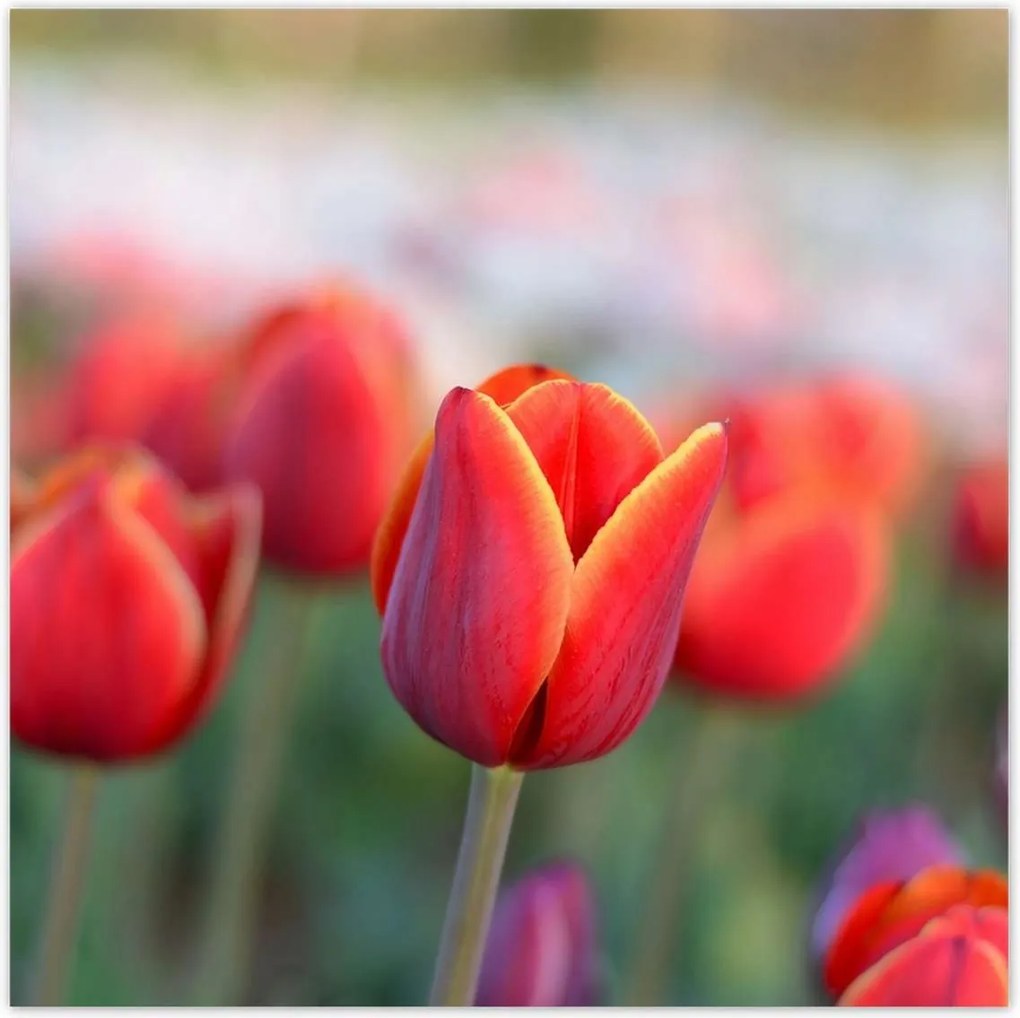 Poszterek 100x100 Tulipánok Virágok