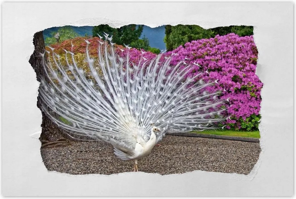 Poszterek 90x60 Madarak