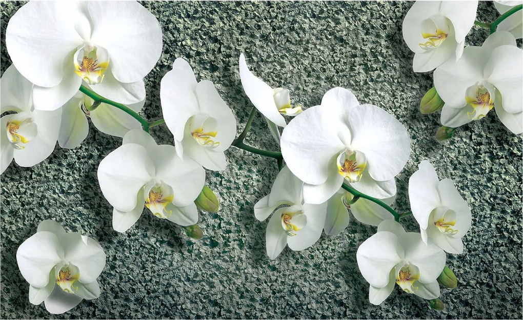 Fotótapéta Fehér orchideák Elegancia Természet a falon 300x210 +ragasztó