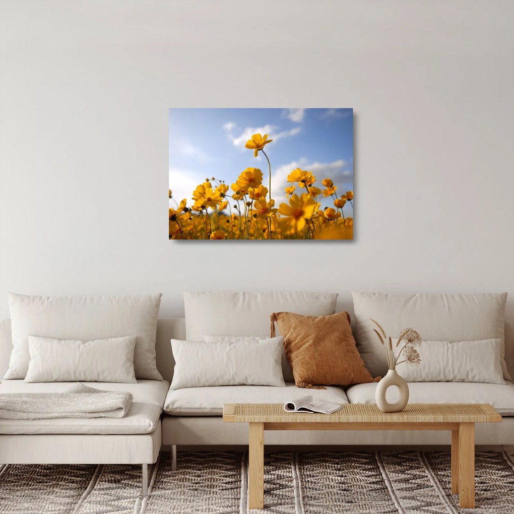 Fényes sárga virágokkal rendelkező mező képe (üvegen) (70x50 cm)