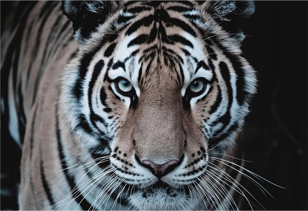 Divatos Flizelin tapéta 3D fali ragasztóval Tigris portré 152x104 Ragasztó