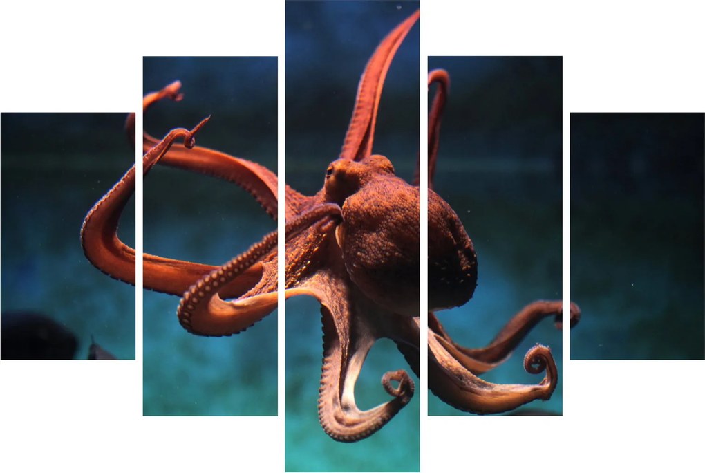 Kép - Octopus (150x105 cm)