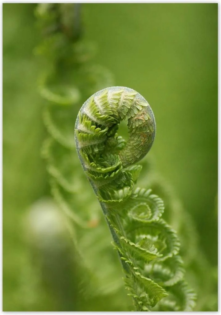 Poszterek 70x100 Páfrányok Erdő Zöld levél