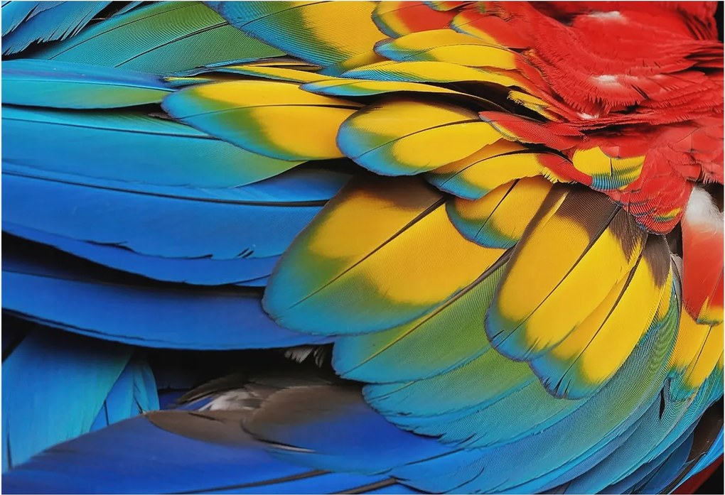 Fotótapéta Flizelin Dekoratív Iroda Szivárvány tollak 152x104 Ragasztó