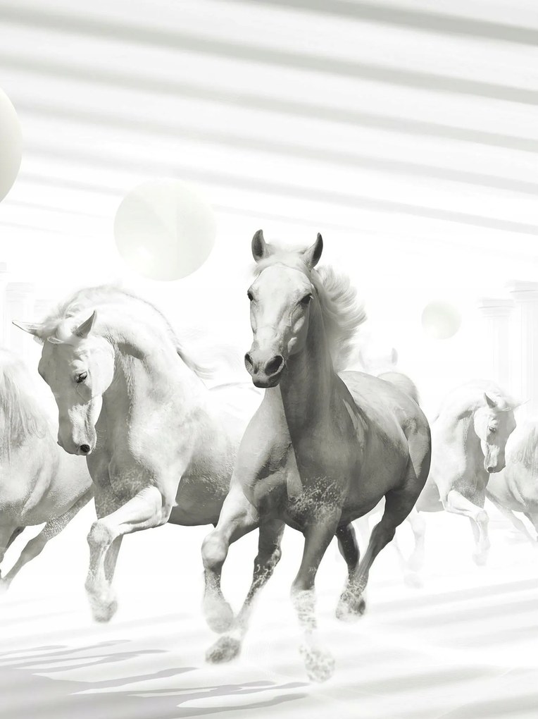 Fotótapéta lovak ló fotótapéta 206 x 275