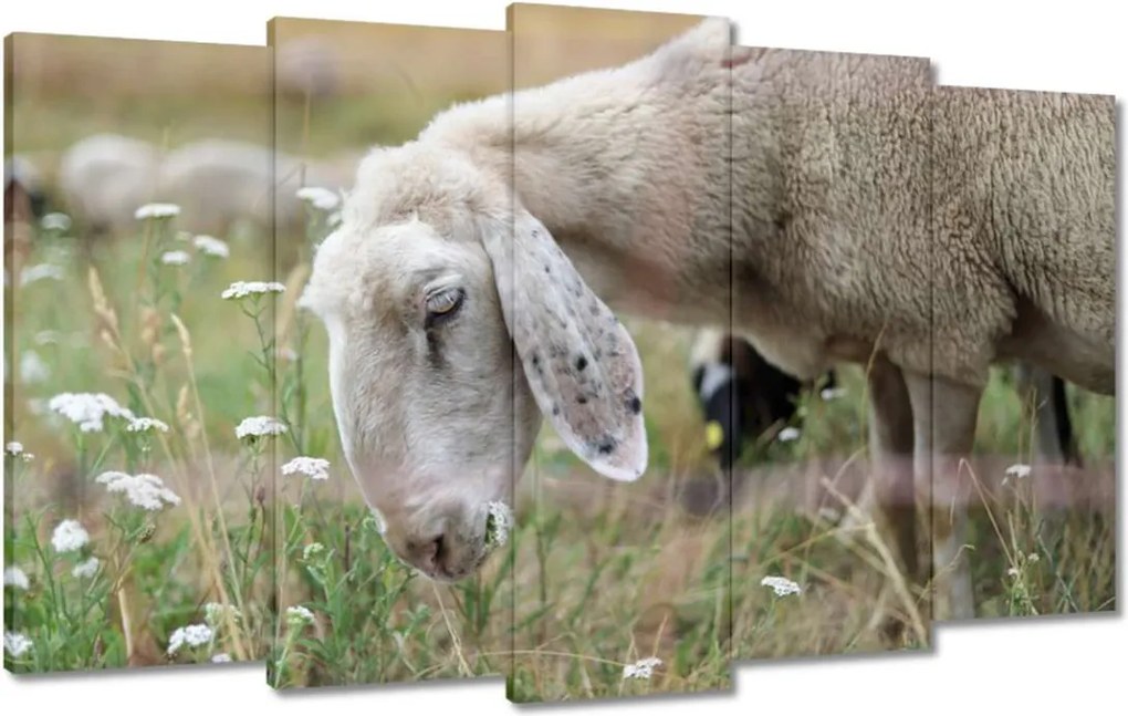 Vászonkép 100x60 Bárány a legelőn