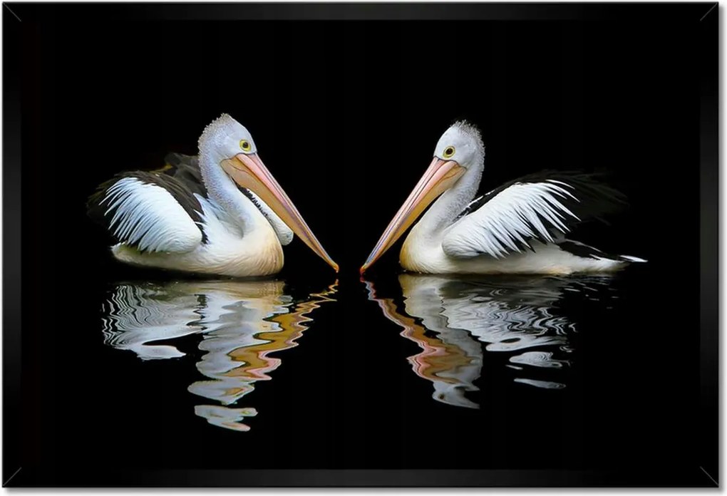 Poszterek keretben 60x40 Kormoránok