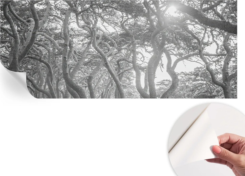 Fotótapéta Öntapadós Dekoratív tapéta Klíma erdő 250x104 cm