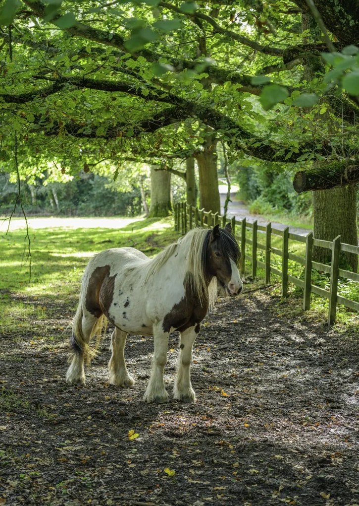 Poszter 64x90cm Ló a farmon, Assaf Frank