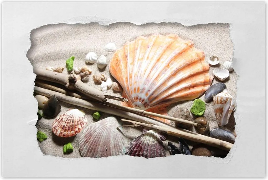 Poszterek 60x40 Kagylók a balti tengerpartról