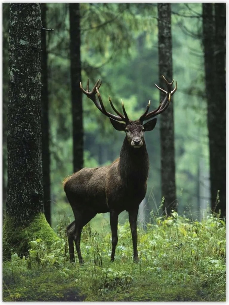 Poszterek 30x40 Szarvas az erdő közepén