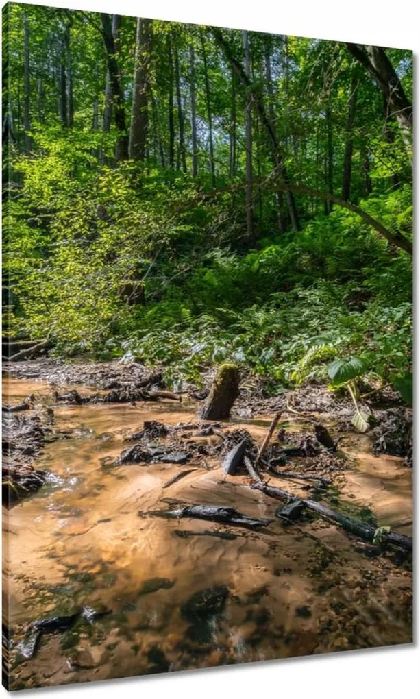 Vászonkép 70x100 Folyó Trópusi erdő
