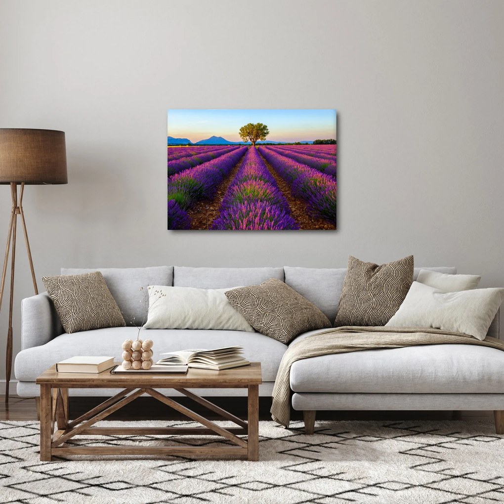 Kép - Levendula mező (70x50 cm)