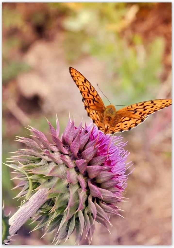 Poszterek 70x100 Pillangó