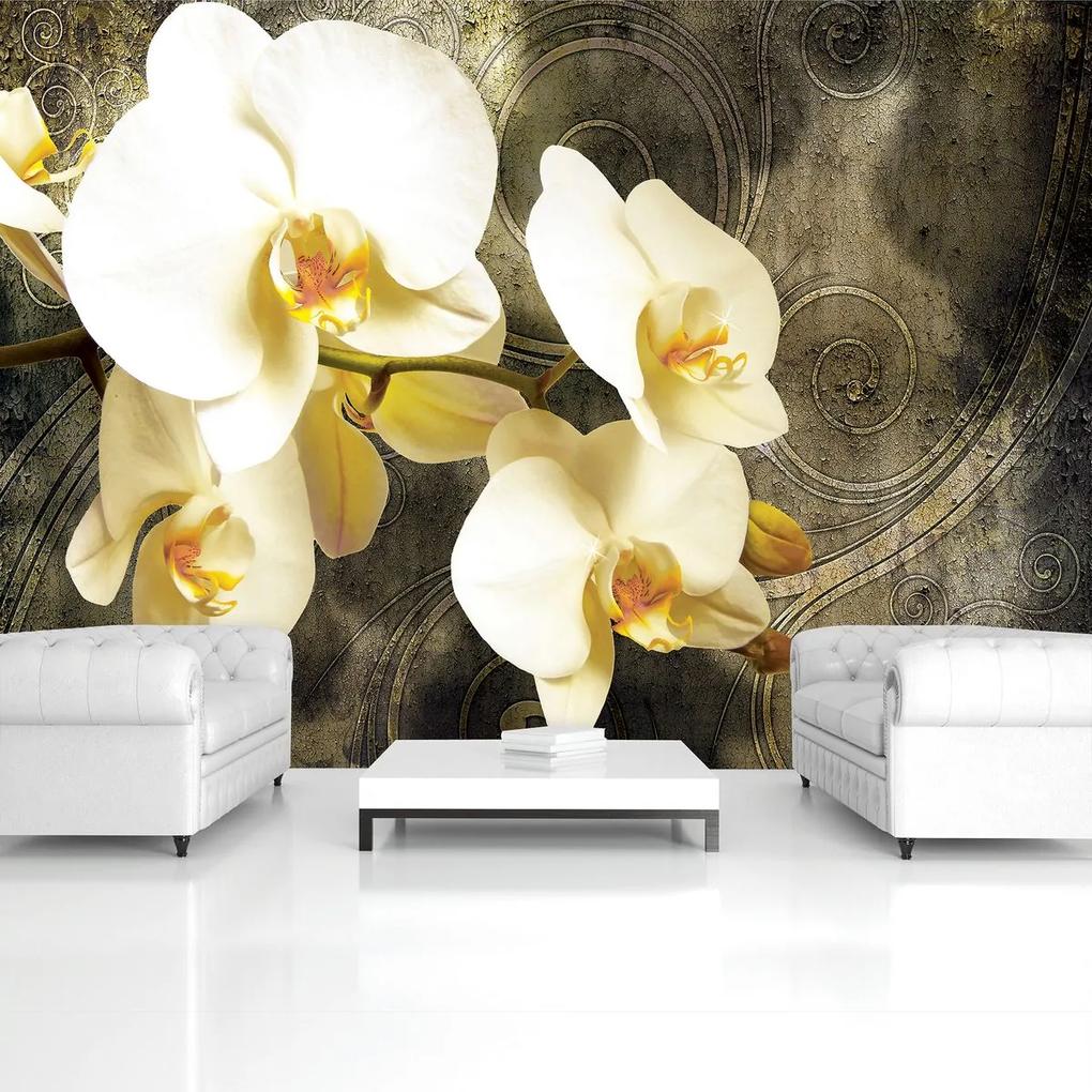 Fotótapéta - Orchidea (254x184 cm)