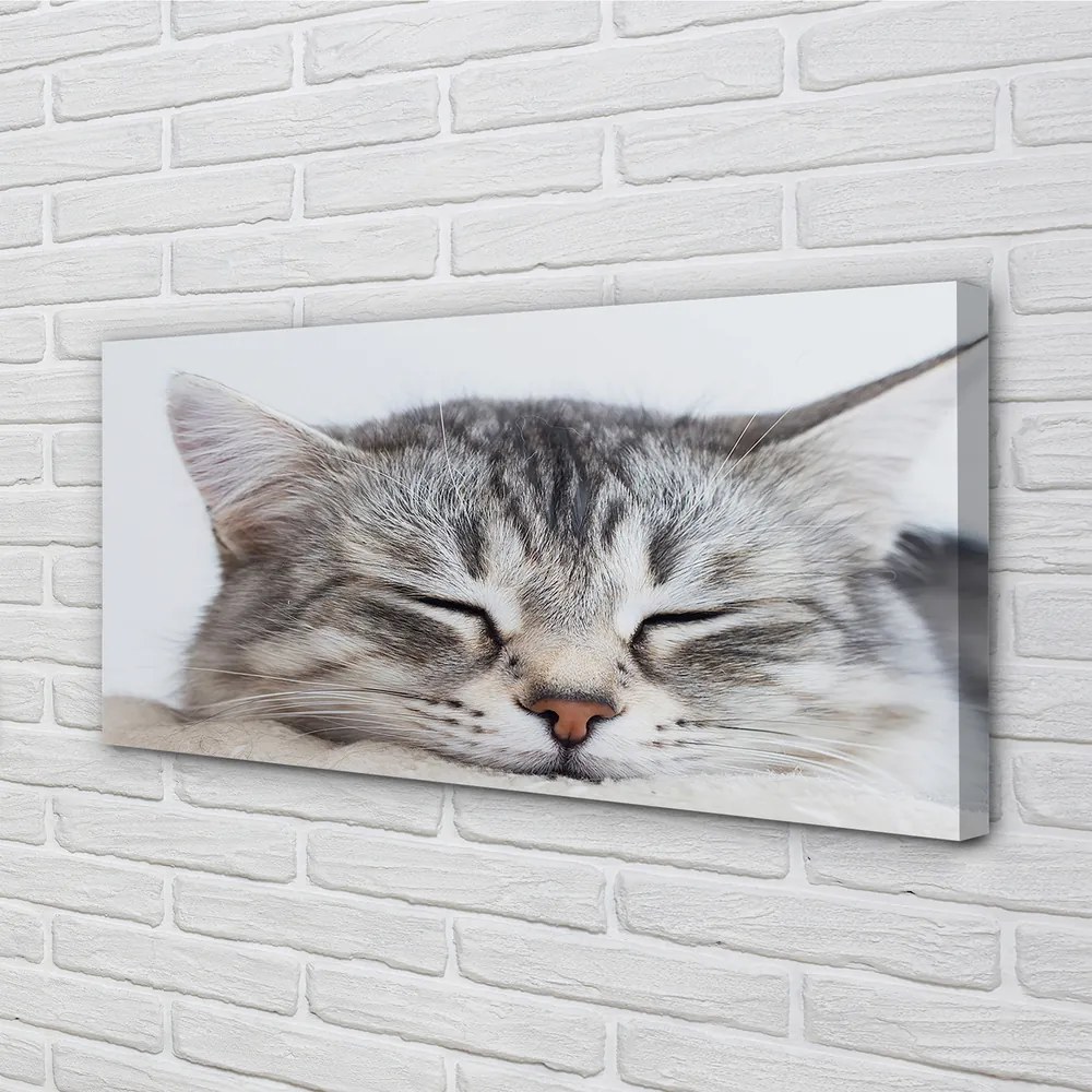 Canvas képek álmos macska 125x50 cm
