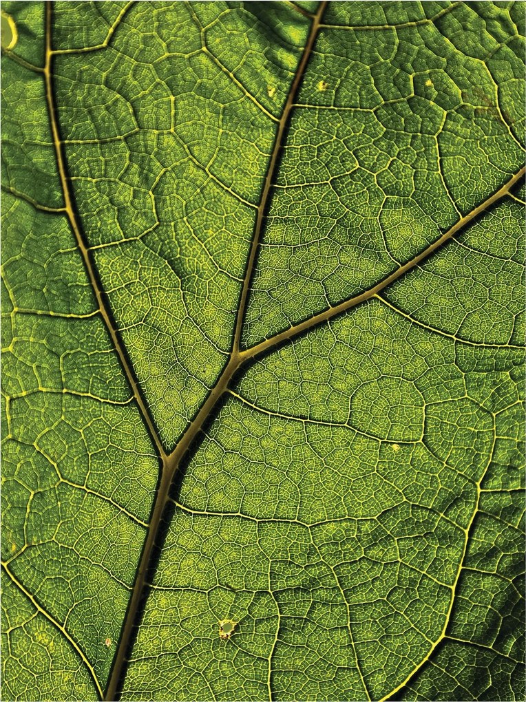 Fotótapéta Zöld levél Makro vinil szerkezet 184x254 +ragasztó