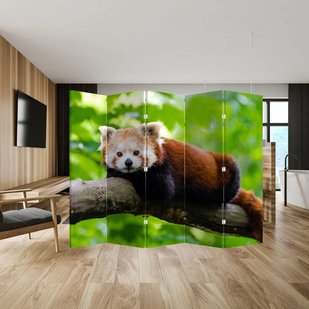 Paraván - Vörös panda (210x170 cm)