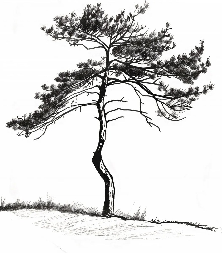 Poszter 20x30cm Magányos fenyő