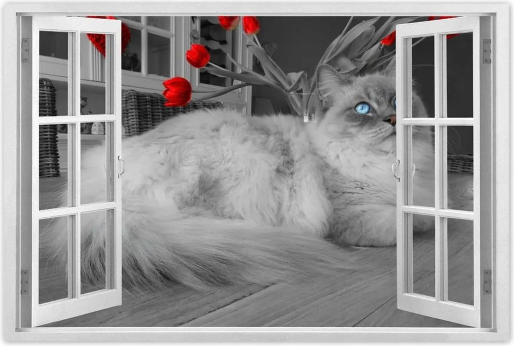 Poszterek 60x40 Ragdoll macska