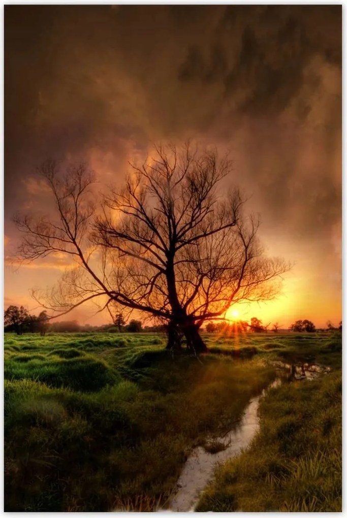 Poszterek 80x120 Tölgy a croissant-ban Nyugat