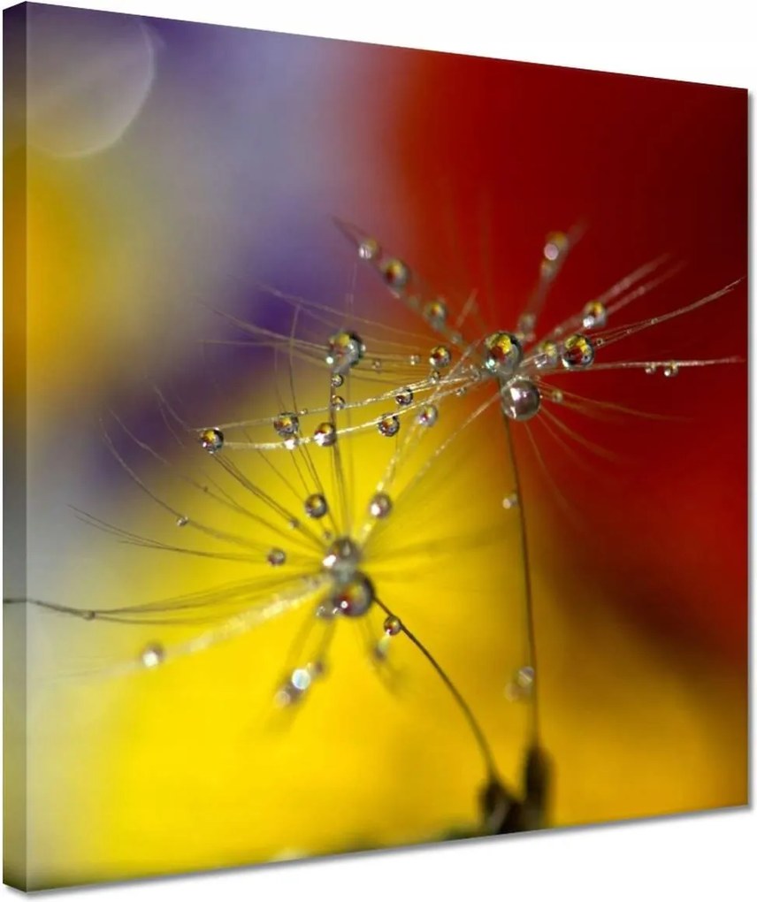 Vászonkép 30x30 Pitypang Virág Virágok