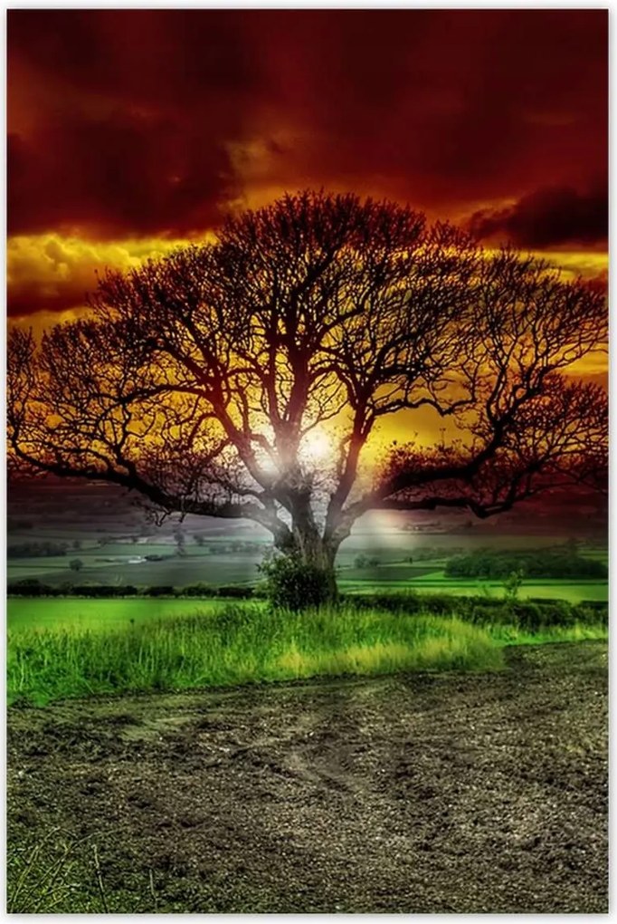 Poszterek 60x90 Varázslatos fa tájkép