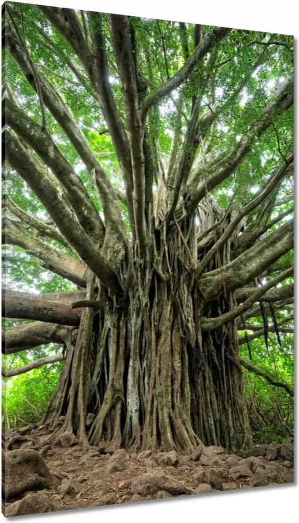 Vászonkép 80x120 Fa Kilátás